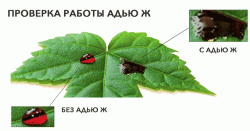 Адью® Ж характеристики